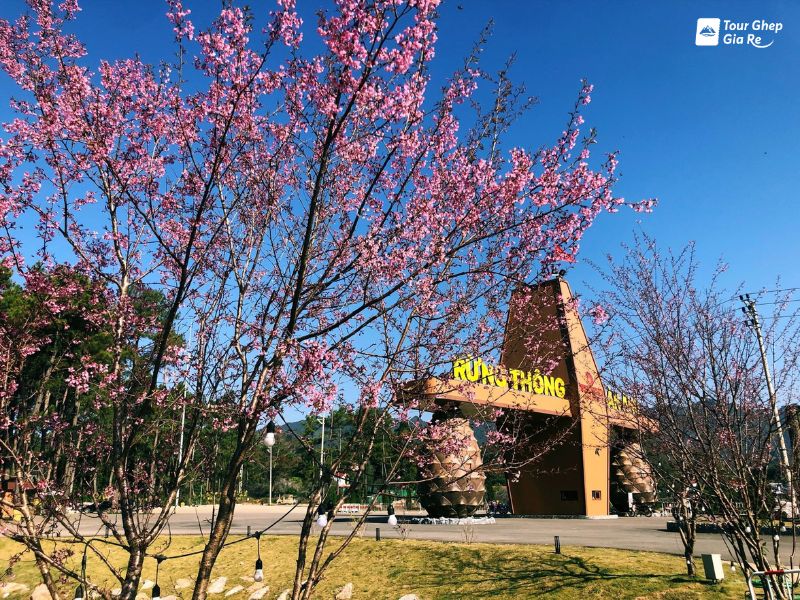 hoa-dao-moc-chau-rung-thong-ban-ang.jpg (196 KB)