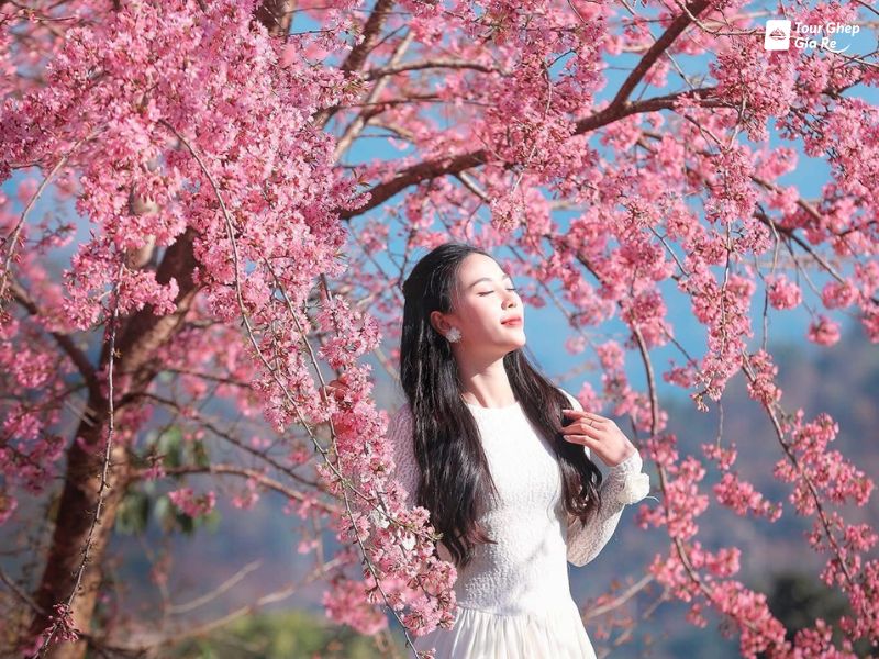 hoa-dao-moc-chau.jpg (136 KB)