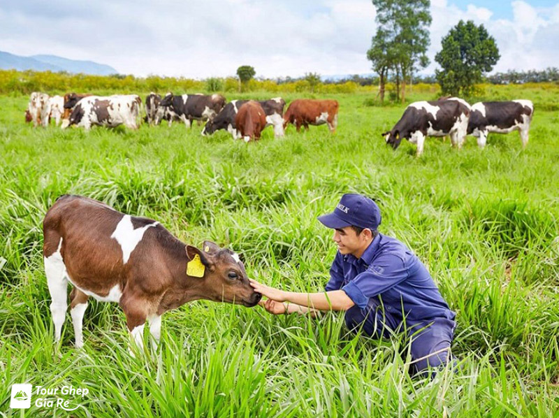 kinh-nghiem-du-lich-moc-chau-11.jpg (232 KB)