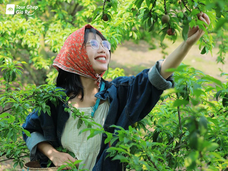 kinh-nghiem-du-lich-moc-chau-5.jpg (266 KB)