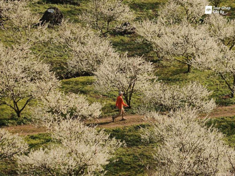 moc-chau-mua-hoa-man-2.jpg (201 KB)