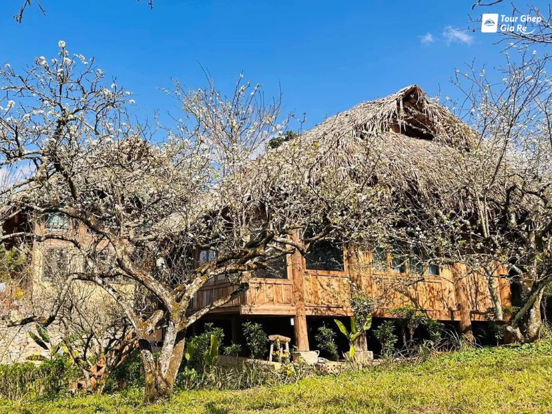 moc-chau-mua-hoa-man-6.jpg (191 KB)