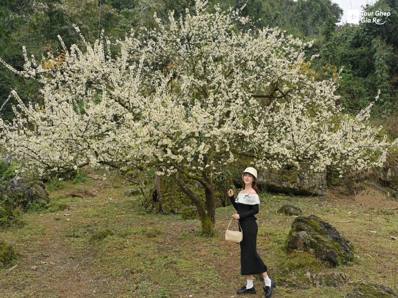 moc-chau-mua-hoa-man-ban-phieng-canh.jpg (186 KB)