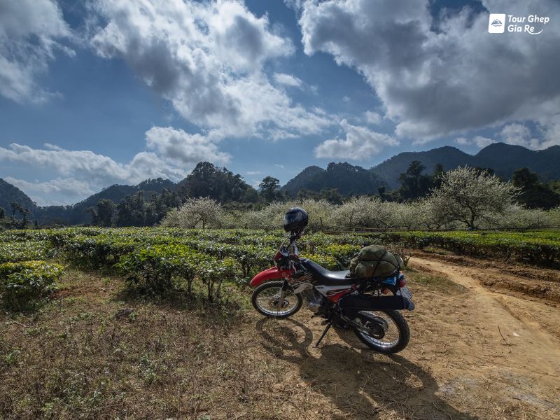 moc-chau-mua-hoa-man-long-luong.jpg (119 KB)