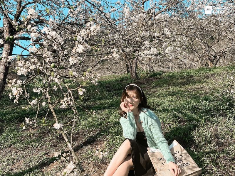 moc-chau-mua-hoa-man-thung-lung-mu-nau.jpg (221 KB)