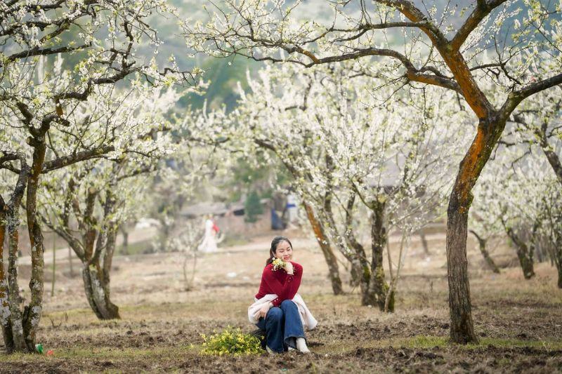 Mộc Châu mùa hoa mận tháng mấy? Review kinh nghiệm săn hoa 