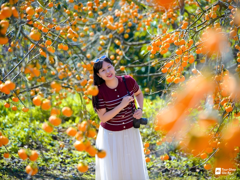 moc-chau-mua-hong-chin-1.jpg (514 KB)