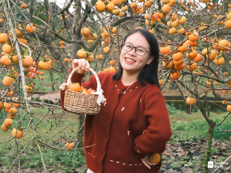 moc-chau-mua-hong-chin-12.jpg (481 KB)