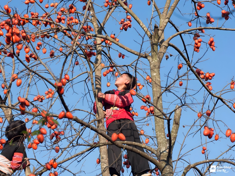 moc-chau-mua-hong-chin-2.jpg (585 KB)