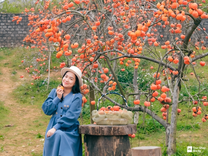 moc-chau-mua-hong-chin-3.jpg (551 KB)