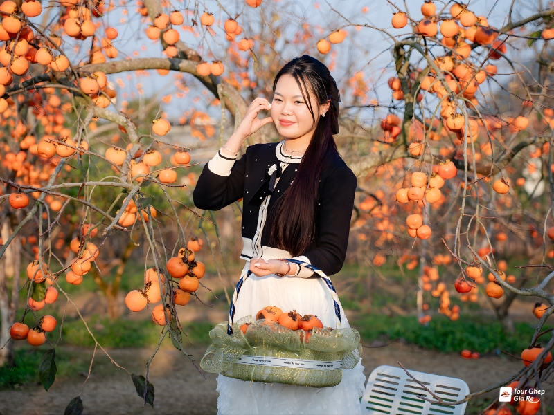 moc-chau-mua-hong-chin-4.jpg (462 KB)