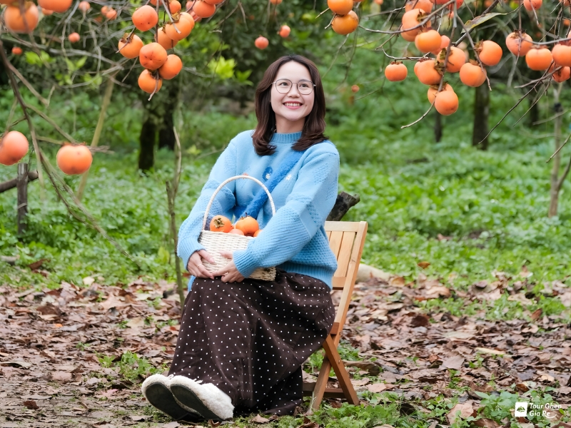 Mộc Châu mùa hồng chín - Một chút ngọt ngào của mùa thu trên bản