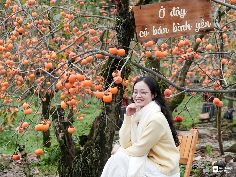 moc-chau-mua-hong-chin-6.jpg (521 KB)