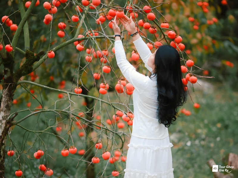 moc-chau-mua-hong-chin-8.jpg (367 KB)