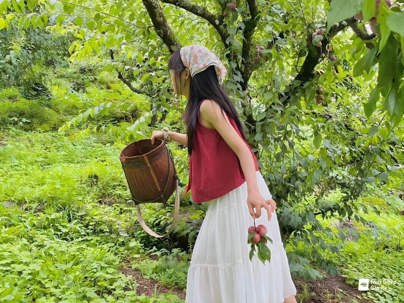 moc-chau-mua-man-chin-4.jpg (581 KB)