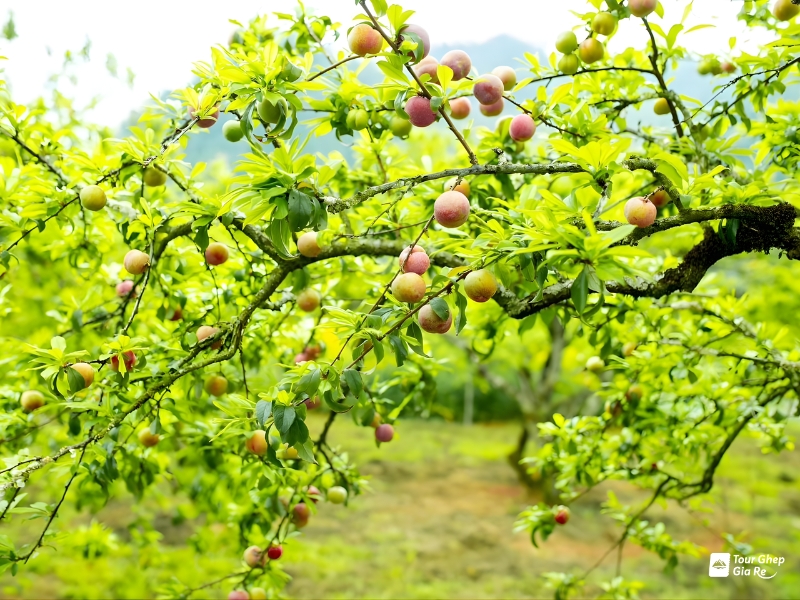 moc-chau-mua-man-chin-8.jpg (464 KB)