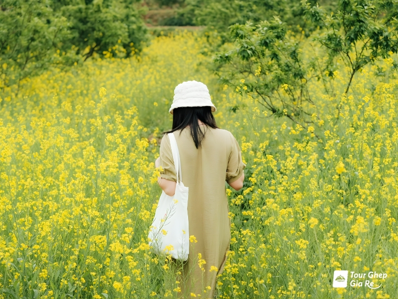 moc-chau-mua-thu-2.jpg (519 KB)