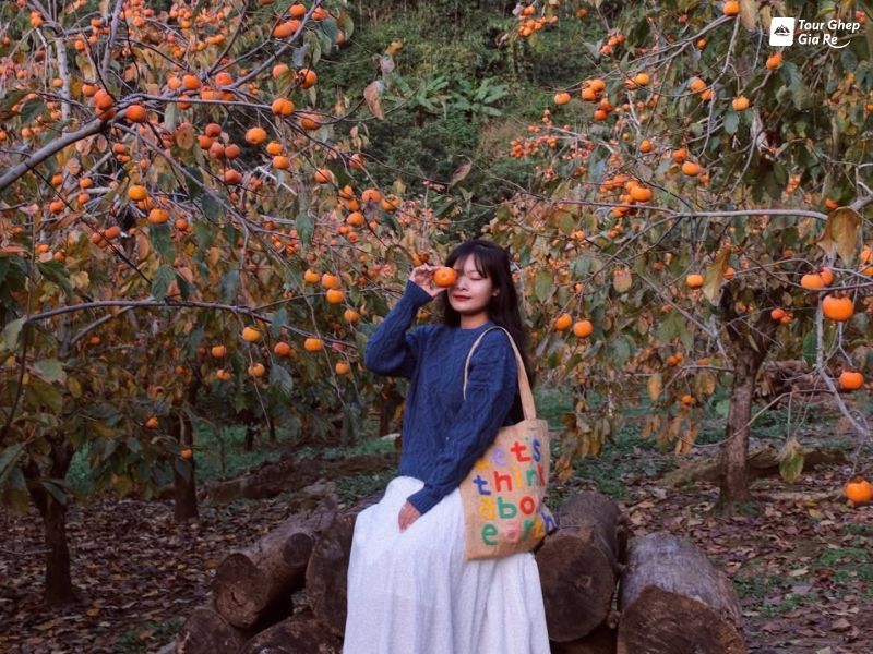 moc-chau-thang-12-8.jpg (132 KB)