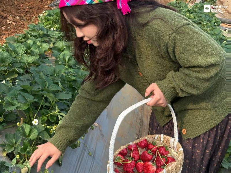 moc-chau-thang-12-hai-dau.jpg (111 KB)