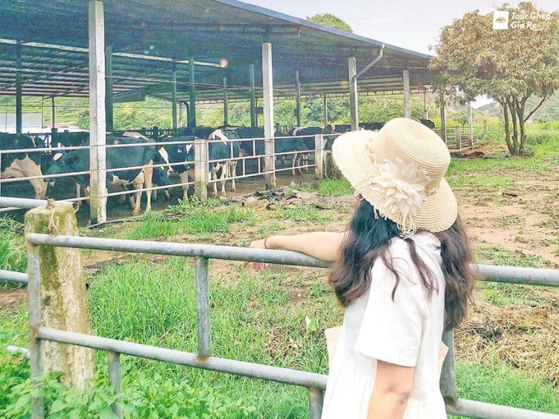 moc-chau-thang-12-tham-quan-trang-trai-bo-sua.jpg (147 KB)