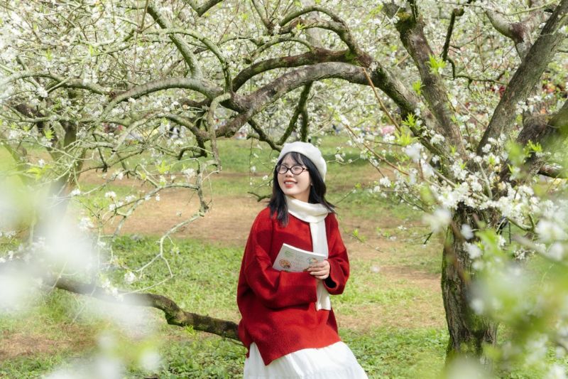 Mộc Châu tháng 12 - Bản tình ca đa sắc màu dịu êm nơi phố núi