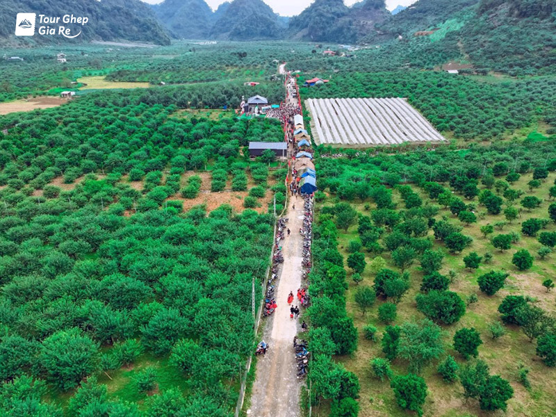 moc-chau-thang-8-23.jpg (264 KB)