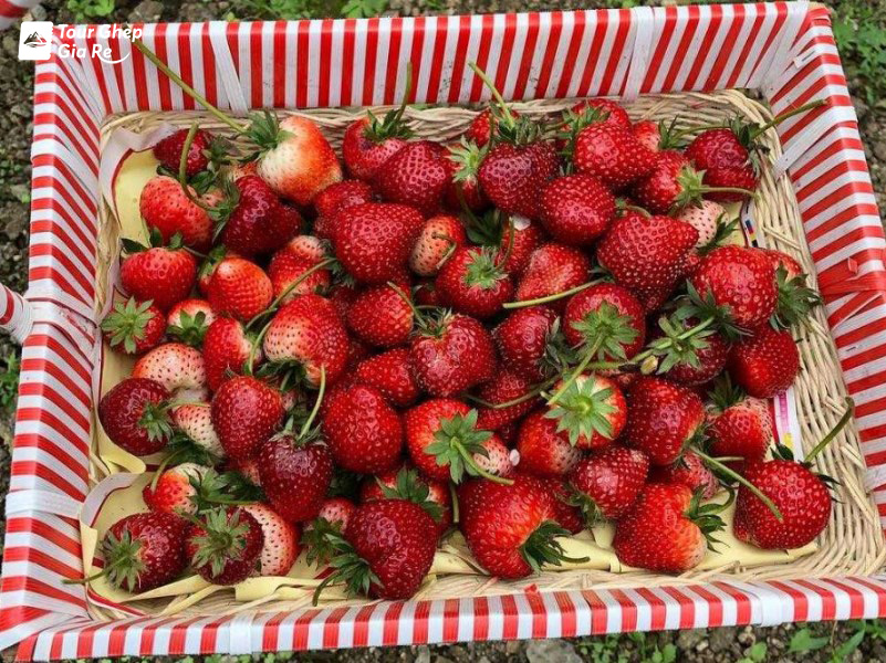 mua-dau-tay-moc-chau-1.jpg (296 KB)