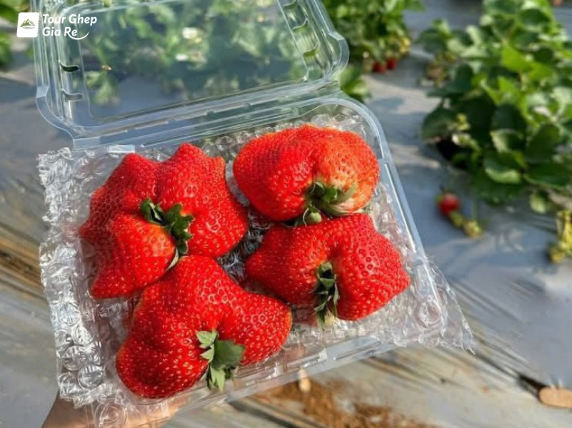 mua-dau-tay-moc-chau-2.jpg (176 KB)