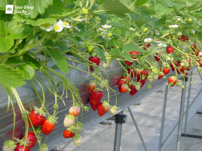 mua-dau-tay-moc-chau-3.jpg (209 KB)