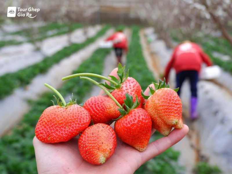 mua-dau-tay-moc-chau-4.jpg (146 KB)