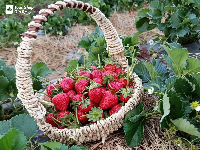 mua-dau-tay-moc-chau-6.jpg (257 KB)