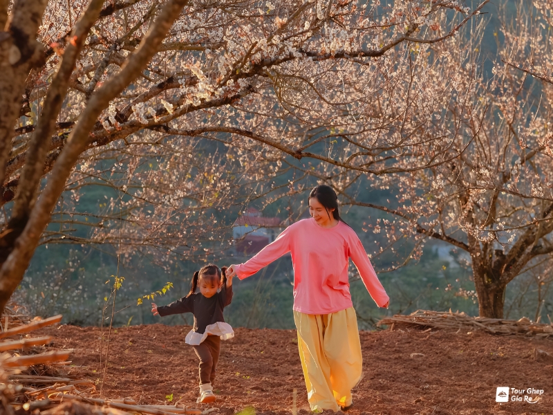 Mùa hoa mơ Mộc Châu tháng mấy đẹp? Kinh nghiệm săn hoa chi tiết