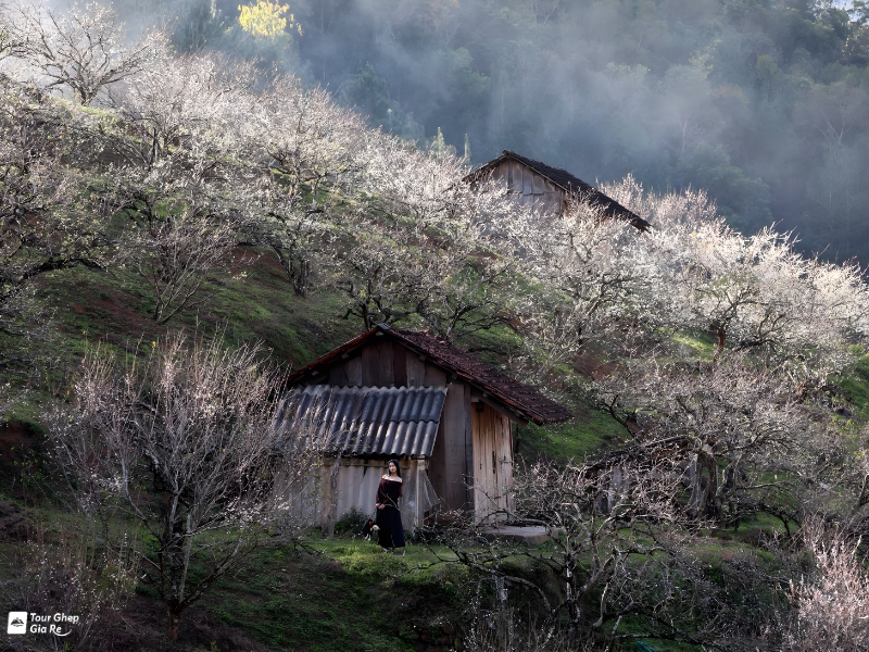 mua-hoa-mo-moc-chau-2.jpg (550 KB)