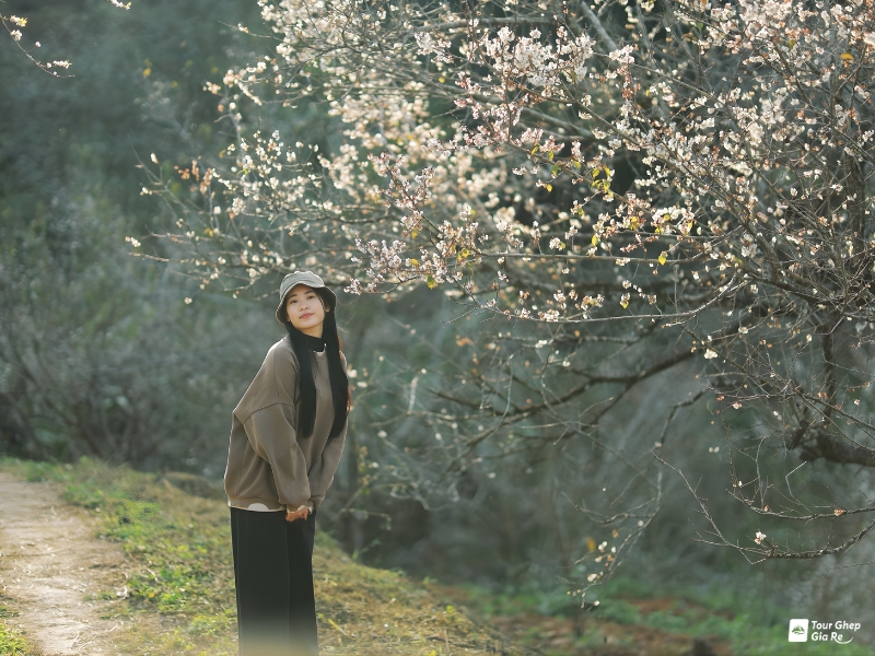 mua-hoa-mo-moc-chau-3.jpg (451 KB)