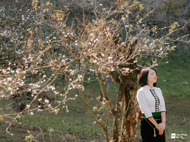 mua-hoa-mo-moc-chau-5.jpg (502 KB)