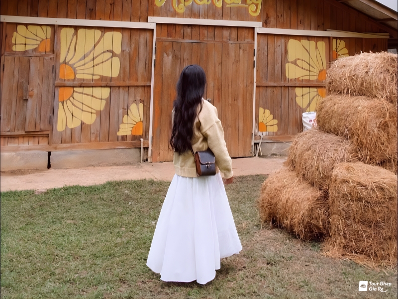 mua-hoa-mo-moc-chau-7.jpg (434 KB)