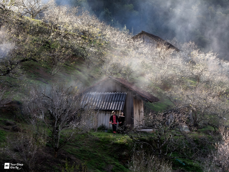 mua-hoa-mo-moc-chau-9.jpg (531 KB)