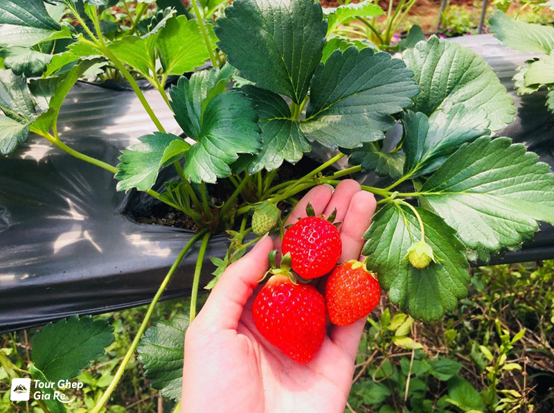 nong-trai-chimi-farm-moc-chau-3.jpg (228 KB)