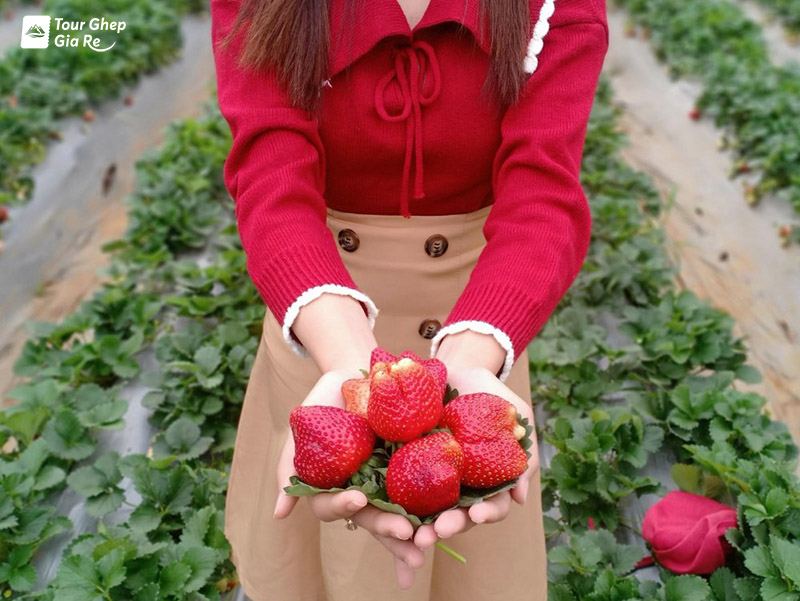 nong-trai-chimi-farm-moc-chau-4.jpg (156 KB)