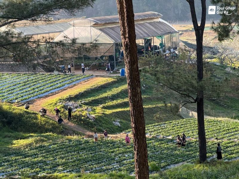 rung-thong-ban-ang-hai-dau.jpg (158 KB)