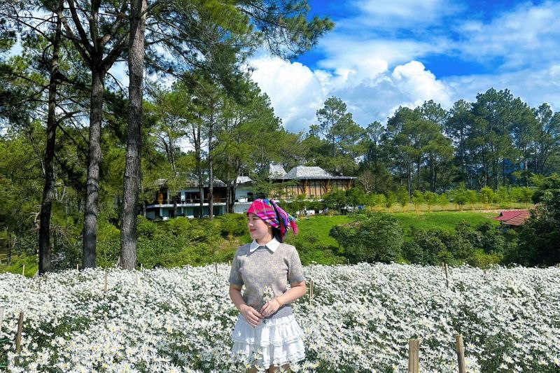 Rừng thông bản Áng có gì? Khám phá những trải nghiệm thú vị