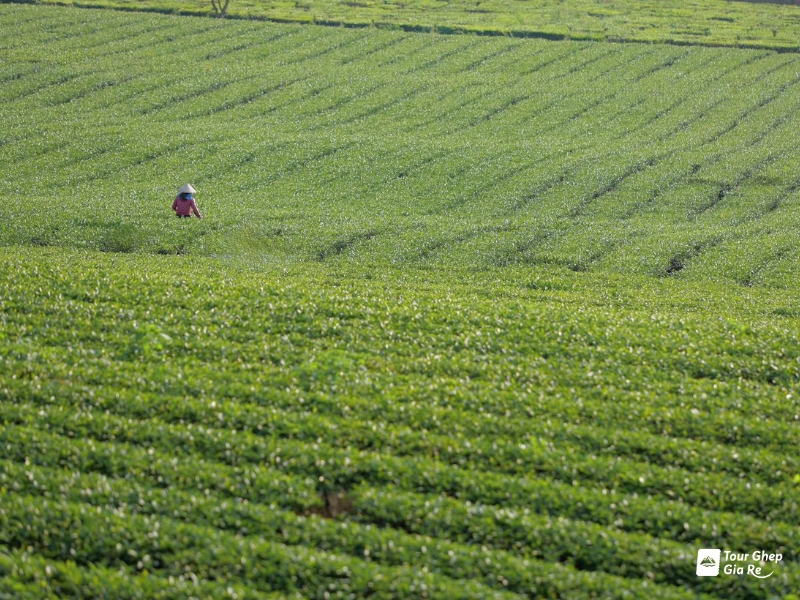 thi-tran-moc-chau-12.jpg (513 KB)