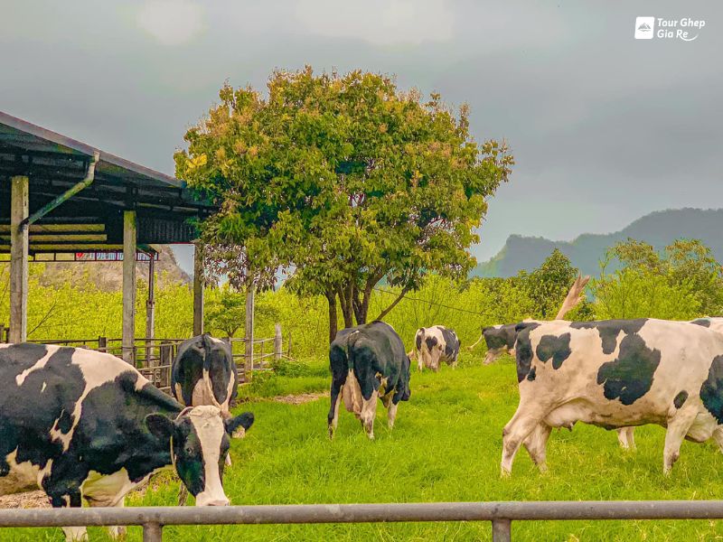 nong-trai-bo-sua-moc-chau.jpg (120 KB)