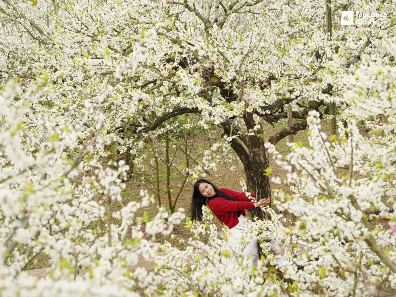 tour-du-lich-moc-chau-2-ngay-1-dem-5.jpg (163 KB)