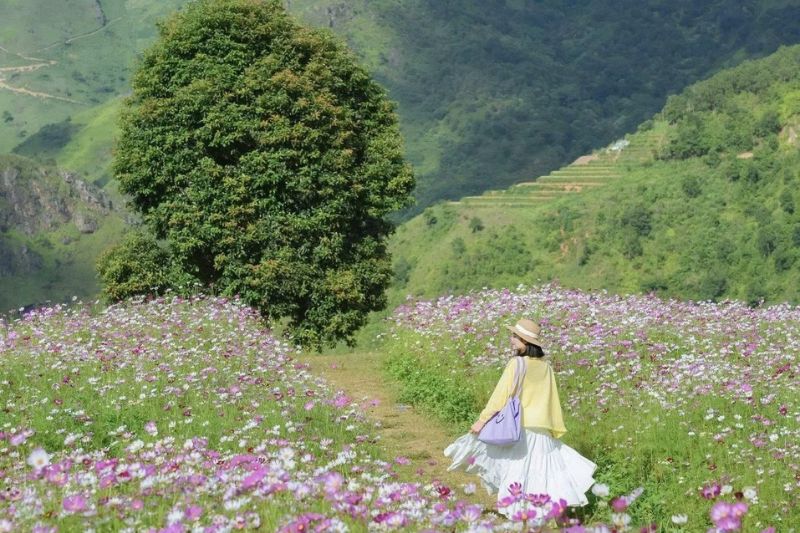 Review chi tiết tour Mộc Châu Tà Xùa 4 ngày 3 đêm trọn gói từ A - Z