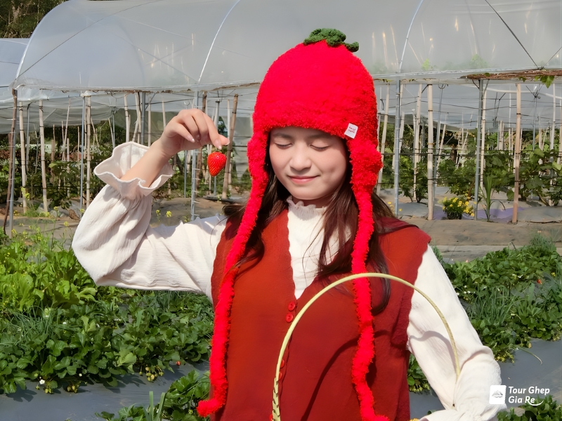 Mộc Châu hái dâu tây ở đâu? 5 vườn dâu tây Mộc Châu đẹp nhất