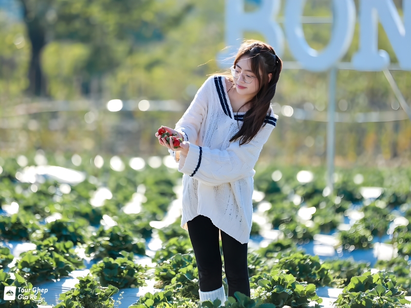 vuon-dau-tay-moc-chau-2.jpg (351 KB)