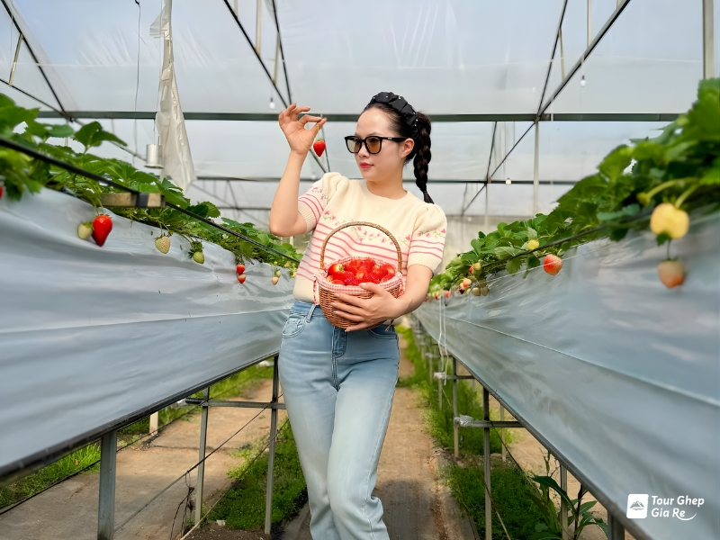 vuon-dau-tay-moc-chau-4.jpg (342 KB)