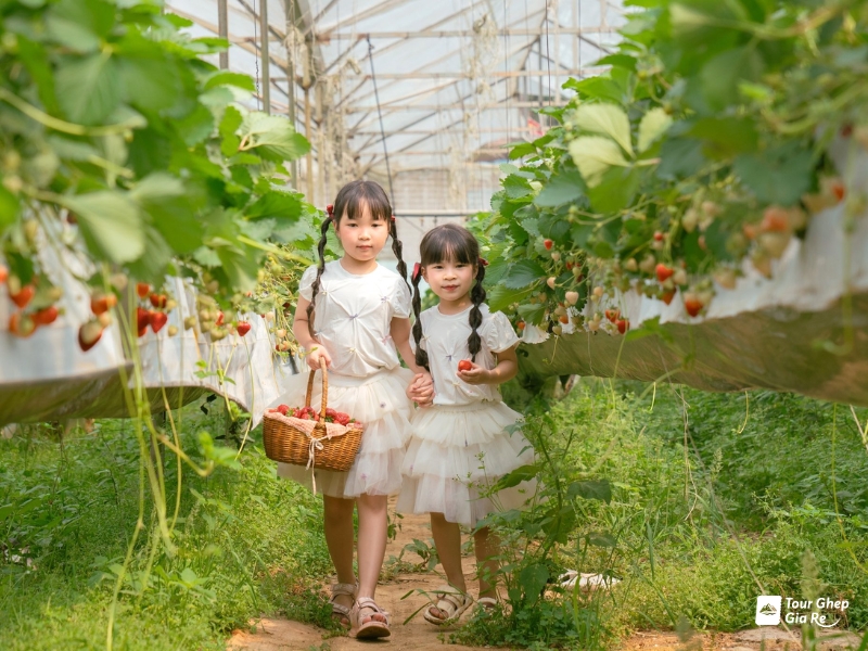 vuon-dau-tay-moc-chau-5.jpg (435 KB)