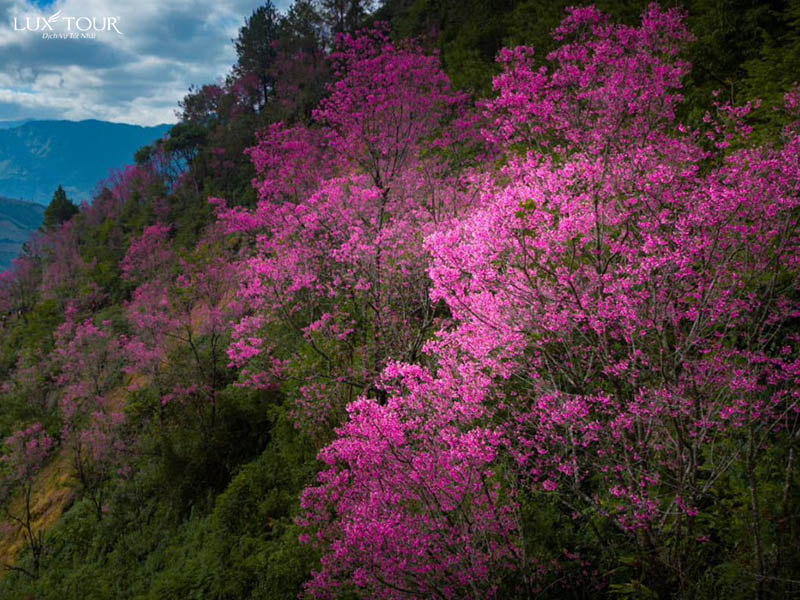 mu-cang-chai-mua-hoa-to-day-5.jpg (156 KB)
